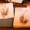 Le Muséum Nationale d’Histoire Naturelle stocke les images numérisées du Grand Herbier